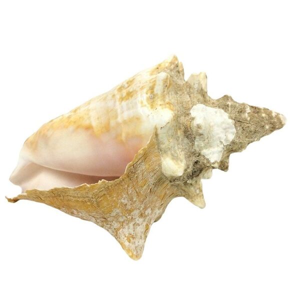 Queen Conch Sea Shell 9 Inch Natural Florida Beach Pink Beige Nautical Decor - Picture 2 of 7